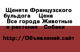 Щенята Французского бульдога. › Цена ­ 45 000 - Все города Животные и растения » Собаки   